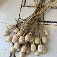 Dried Poppy Pods / Papaver - natural brown