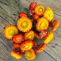 Naturally Dried Strawflower Daisy flower bunch - Helichrysum / Everlasting / Paper Daisy - stems / heads