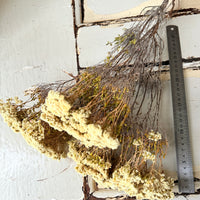 Naturally Dried Brownii / Verticordia