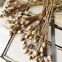 Naturally Dried Poppy Pods / Papaver - natural brown