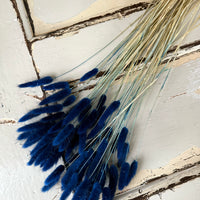 干兔尾/兔尾草