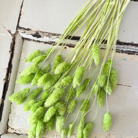 Dried Phalaris