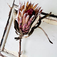 Naturally Dried Banksia & King Protea & Protea - Australian Native