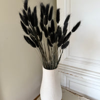 干兔尾/兔尾草