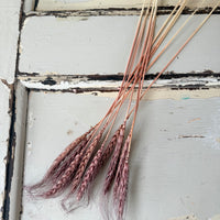 Dried Wheat