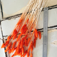 Dried Phalaris