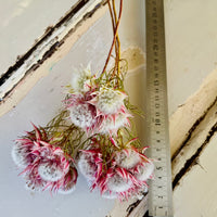 Naturally Dried Blushing Bride - natural pink