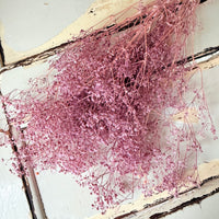 Preserved Broom Bloom / Genista