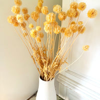 Preserved Scabiosa Pods