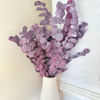 Preserved Eucalyptus / Gum