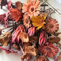 Dried Protea Repens