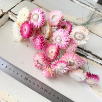 Dried Strawflower Daisy flower bunch - Helichrysum / Everlasting / Paper Daisy - stems / heads - Australian Native
