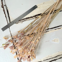 Naturally Dried / Coloured Nigella Flower