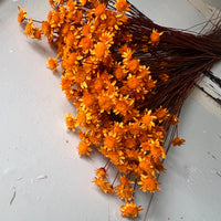 Dried Little Star / Baby Blue / Stardust / Baby Daisy / Star Daisy / Glixia