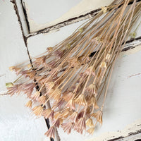 Naturally Dried / Coloured Nigella Flower
