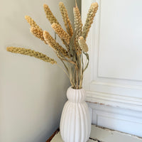 Dried Setaria / Foxtail Millet