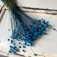 Dried Little Star / Baby Blue / Stardust / Baby Daisy / Star Daisy / Glixia