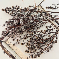 Dried Strillingia with pods