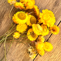 Naturally Dried Strawflower Daisy flower bunch - Helichrysum / Everlasting / Paper Daisy - stems / heads