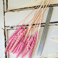 Dried Setaria / Foxtail Millet