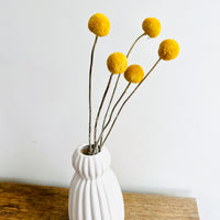Naturally Dried Billy Button / Craspedia - Yellow