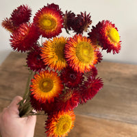 Naturally Dried Strawflower Daisy flower bunch - Helichrysum / Everlasting / Paper Daisy - stems / heads