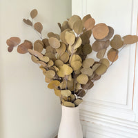 Preserved Eucalyptus / Gum