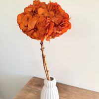 Preserved Hydrangea Stem