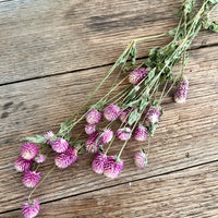 Naturally Dried  Strawberry Fields / Gomphrena Globasa