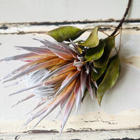 Naturally Dried Banksia & King Protea & Protea - Australian Native