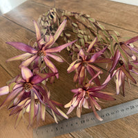 Naturally Dried Leucadendron - Australian Native