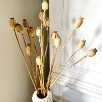 Naturally Dried Poppy Pods / Papaver - natural brown