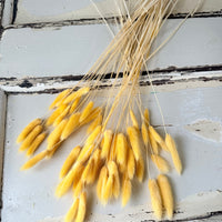 Dried Bunny Tail / Lagurus Ovatus