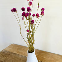 Naturally Dried  Strawberry Fields / Gomphrena Globasa