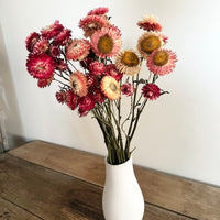 Naturally Dried Strawflower Daisy flower bunch - Helichrysum / Everlasting / Paper Daisy - stems / heads