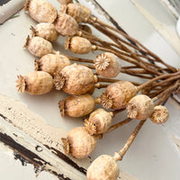 Naturally Dried Poppy Pods / Papaver - natural brown