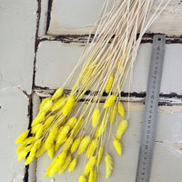 Dried Phalaris