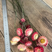 Naturally Dried Strawflower Daisy flower bunch - Helichrysum / Everlasting / Paper Daisy - stems / heads