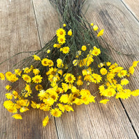 Naturally Dried Mini Paper Daisy / Sticky Everlasting Mini Daisy /Xerochrysum Viscosum- Yellow