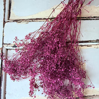 Preserved Broom Bloom / Genista