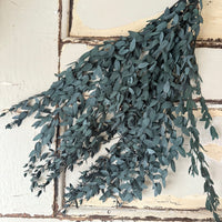 Preserved Eucalyptus / Gum