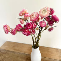 Naturally Dried Strawflower Daisy flower bunch - Helichrysum / Everlasting / Paper Daisy - stems / heads