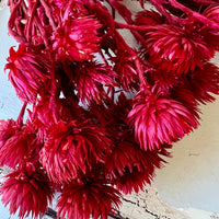 Preserved Heath Aster | Rock Flower