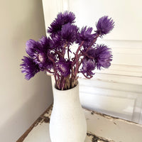 Preserved Heath Aster | Rock Flower