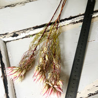 Naturally Dried Blushing Bride - natural pink