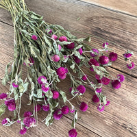 Naturally Dried  Strawberry Fields / Gomphrena Globasa