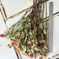Naturally Dried Spray Rose