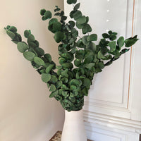 Preserved Eucalyptus / Gum