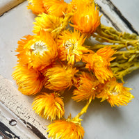 Preserved Heath Aster | Rock Flower