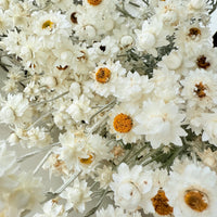 Naturally Dried Mini Everlasting Paper Daisy / Ammobium Daisy / Winged Everlasting - White